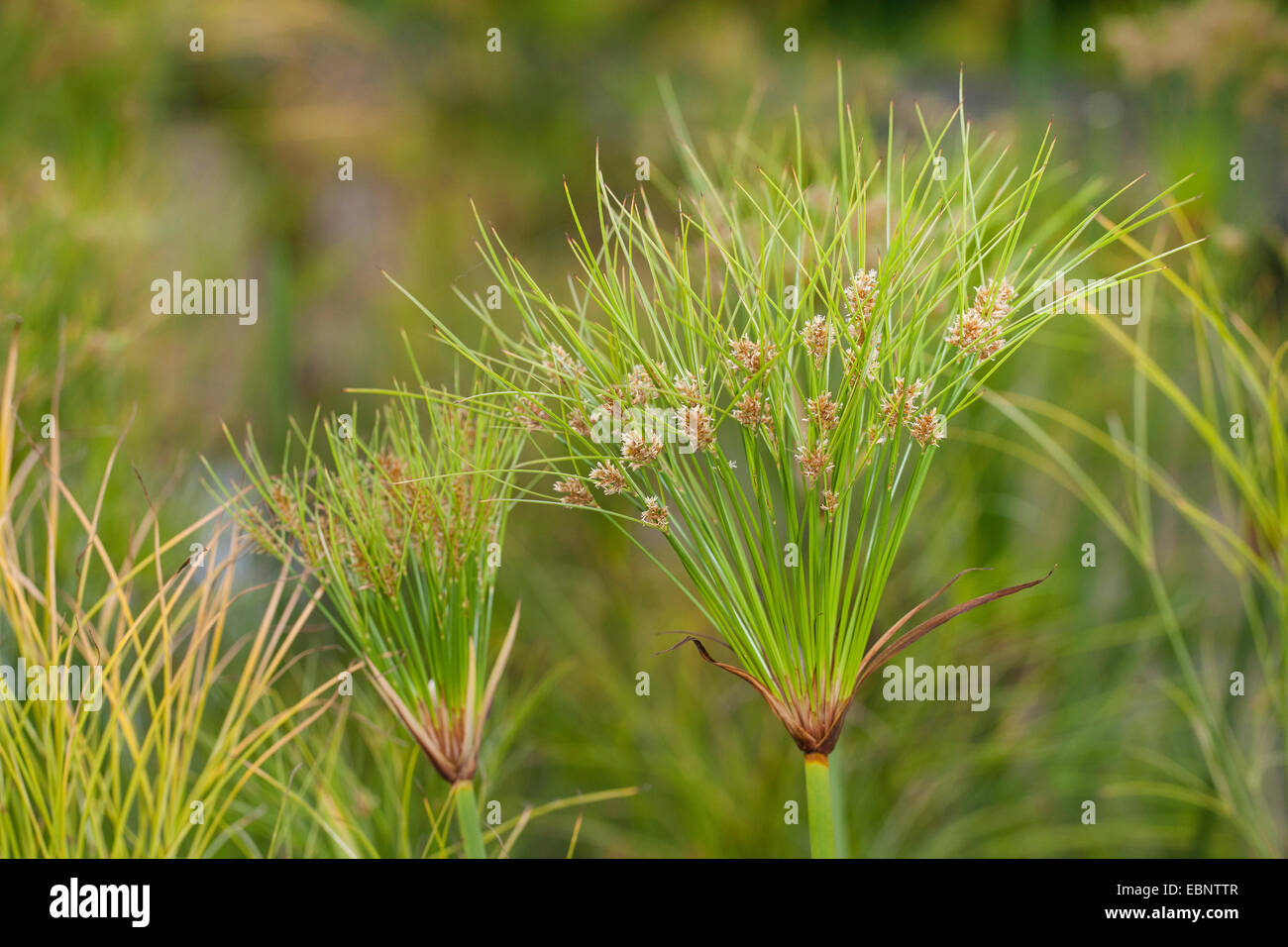 Il papiro, tappezzi pianta, giunco (cyperus papyrus), fioritura Foto Stock