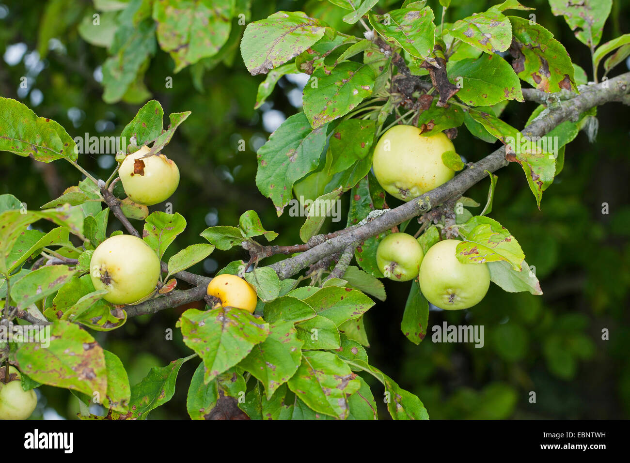 Crab Apple, granchio selvatico (Malus sylvestris), il ramo selvaggio con granchi, Germania Foto Stock
