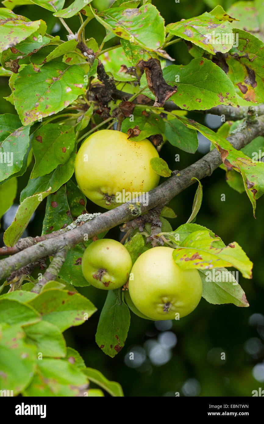 Crab Apple, granchio selvatico (Malus sylvestris), il ramo selvaggio con granchi, Germania Foto Stock