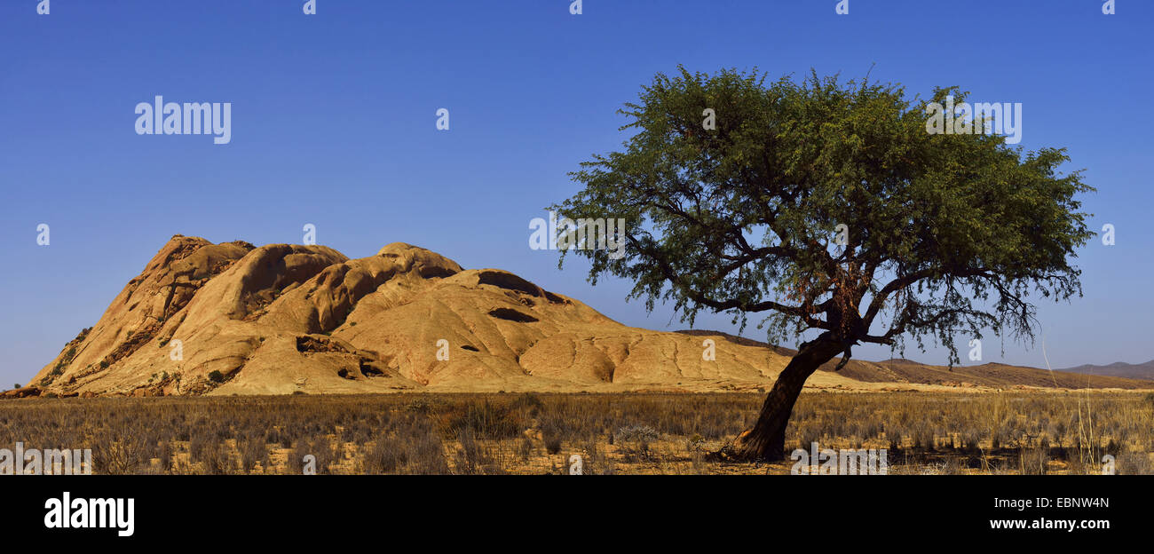 Camel thorn, giraffe thorn (Acacia erioloba), albero singolo e Bloedkoppe mountain, Namibia Foto Stock