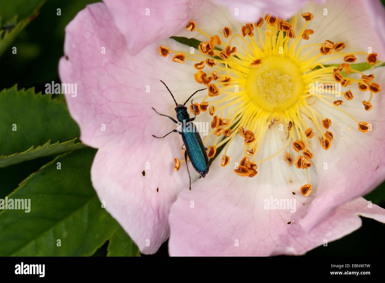 Il polline-alimentando Beetle (Ischnomera spec., Ischnomera cyanea oder Ischnomera caerulea), su un wild rose fiore, Germania Foto Stock