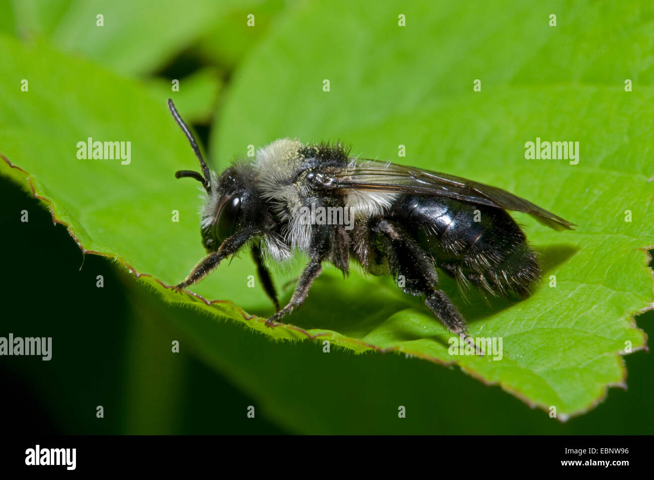 Mining bee (Andrena cineraria), su una foglia, Germania Foto Stock