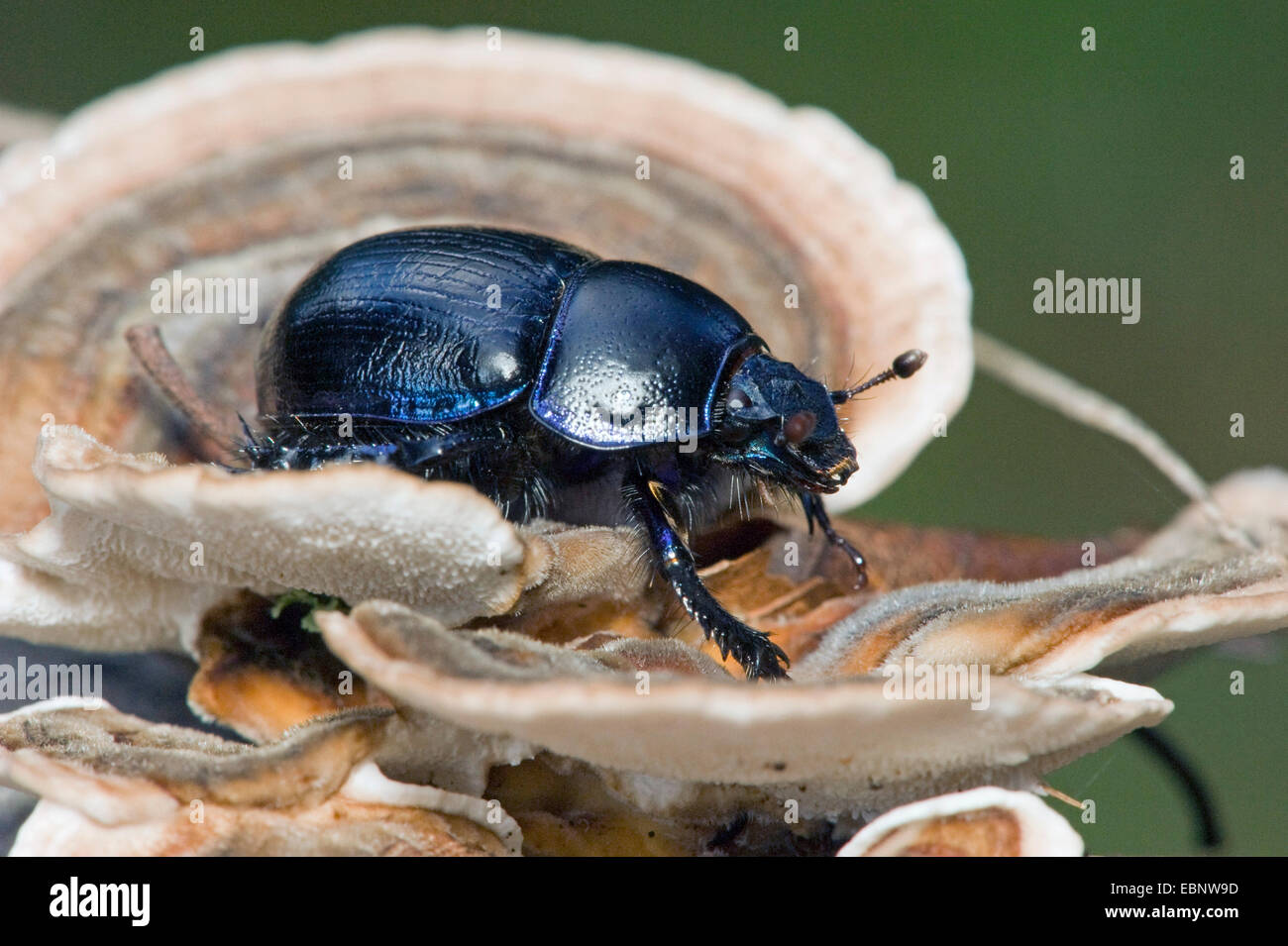 Comune di dor beetle (Anoplotrupes stercorosus, Geotrupes stercorosus), su una staffa fungo, Germania Foto Stock