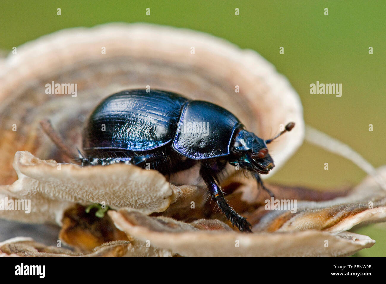 Comune di dor beetle (Anoplotrupes stercorosus, Geotrupes stercorosus), su una staffa fungo, Germania Foto Stock