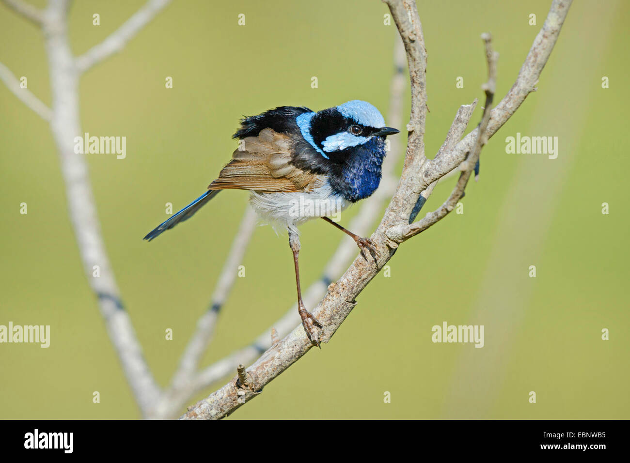 Blue wren (Malurus cyaneus), su un ramo, Australia Nuovo Galles del Sud, Diamond Head Foto Stock