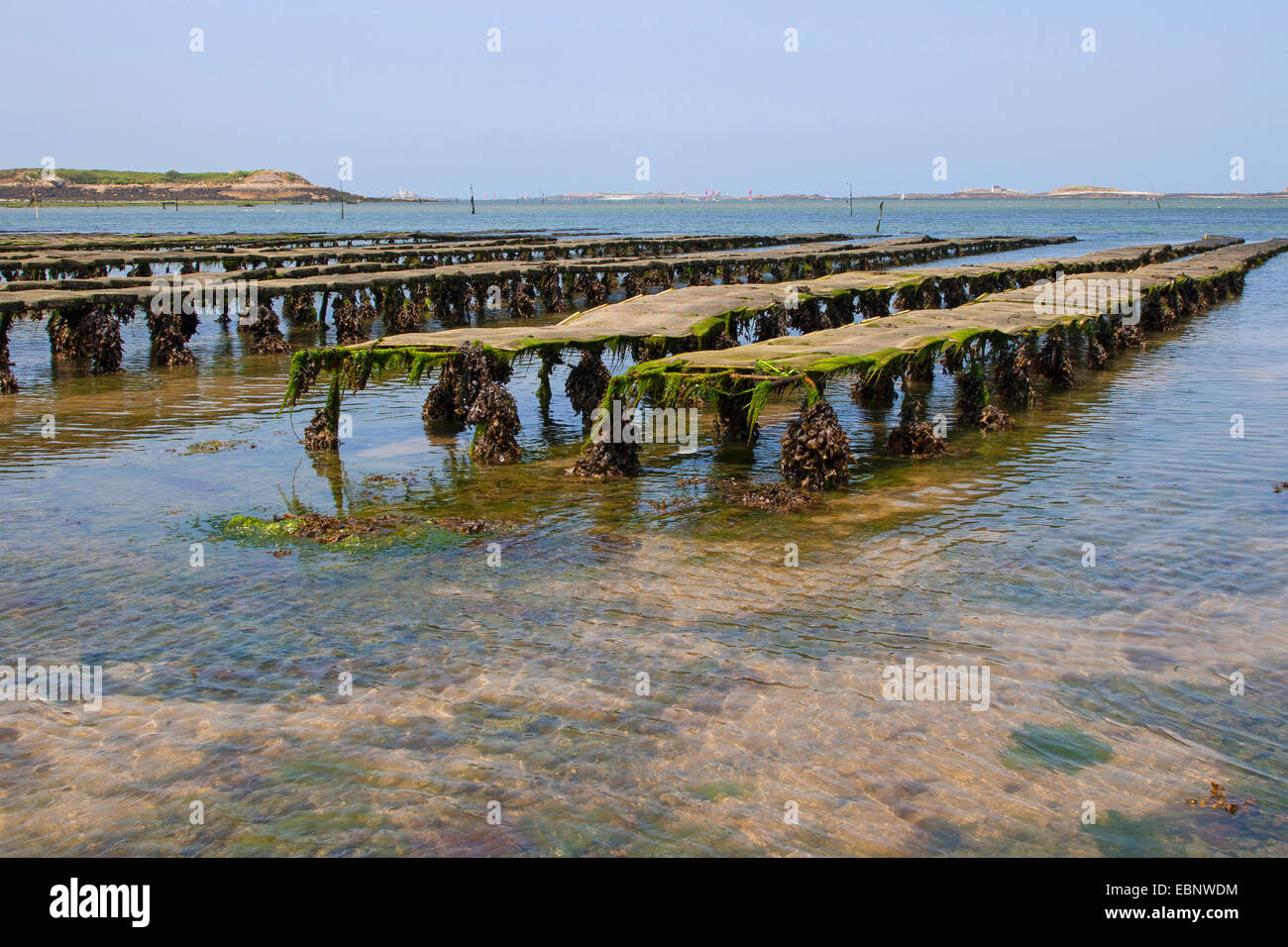 Pacific oyster, giant Pacific oyster, ostrica giapponese (Crassostrea gigas, Crassostrea pacifica), ostricoltura, rack con ostriche in sacchetti di netto a marea di declino, Francia, Brittany Foto Stock