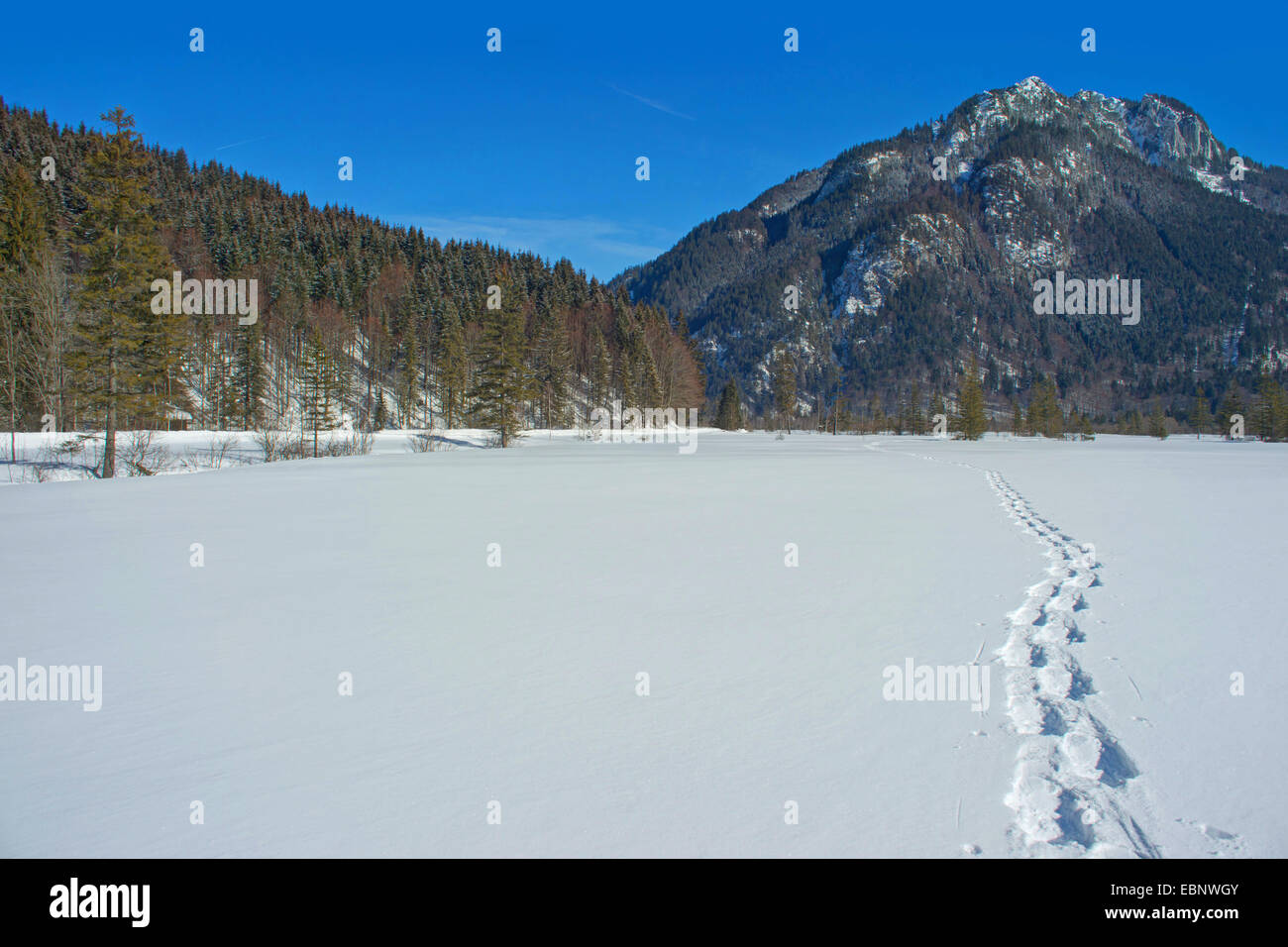 Escursioni con le racchette da neve tracce nel paesaggio invernale, Ammergauer Alpi con Laber in background, in Germania, in Baviera, Alta Baviera, Baviera superiore Foto Stock