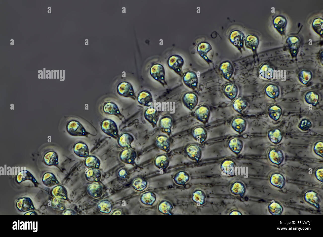 Volvox aureus (Volvox aureus), a contrasto di fase, MRI dettaglio Foto Stock