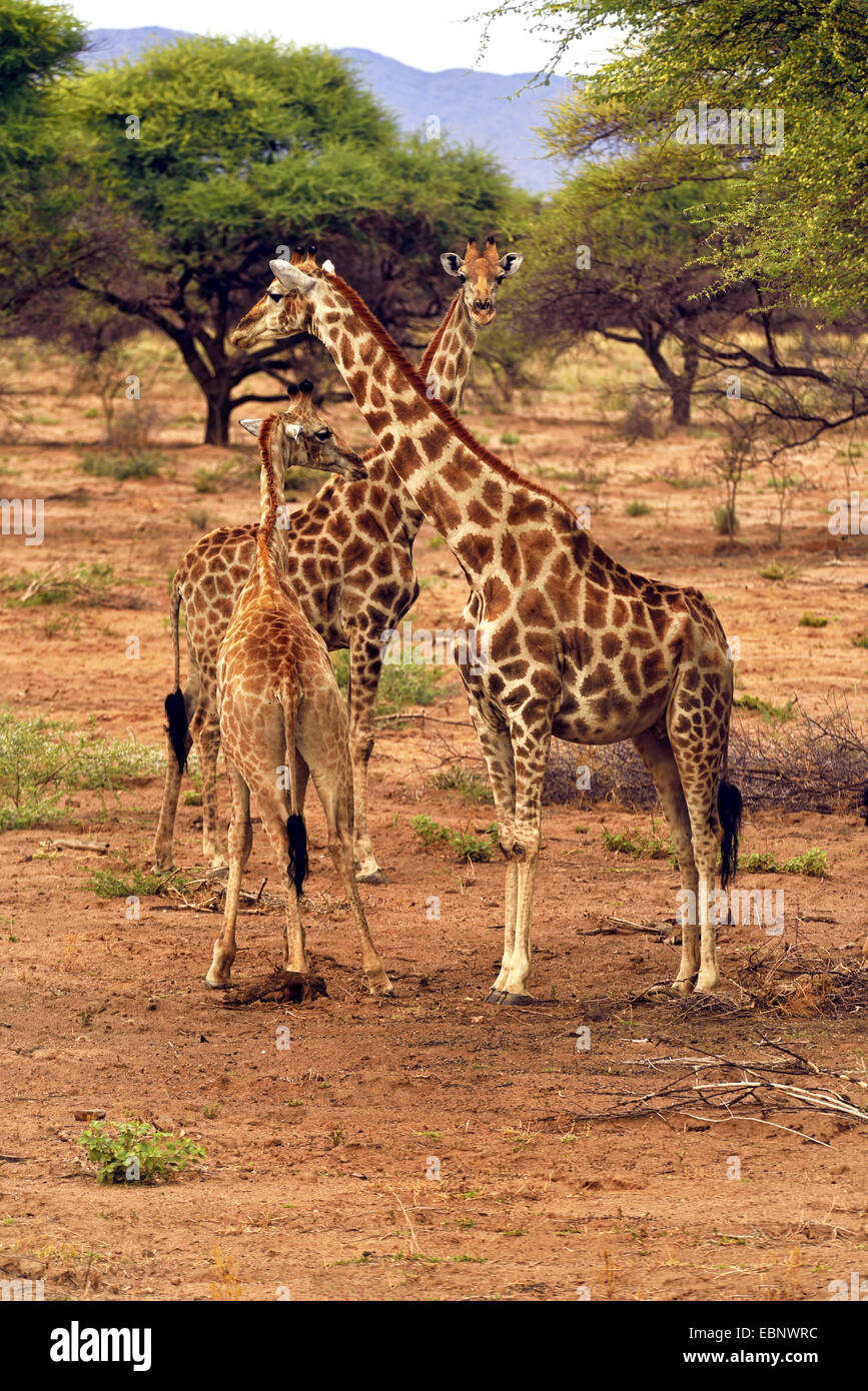 Giraffa angolano, Smoky giraffe (Giraffa camelopardalis angolensis), due adulti con un bambino, Namibia Foto Stock
