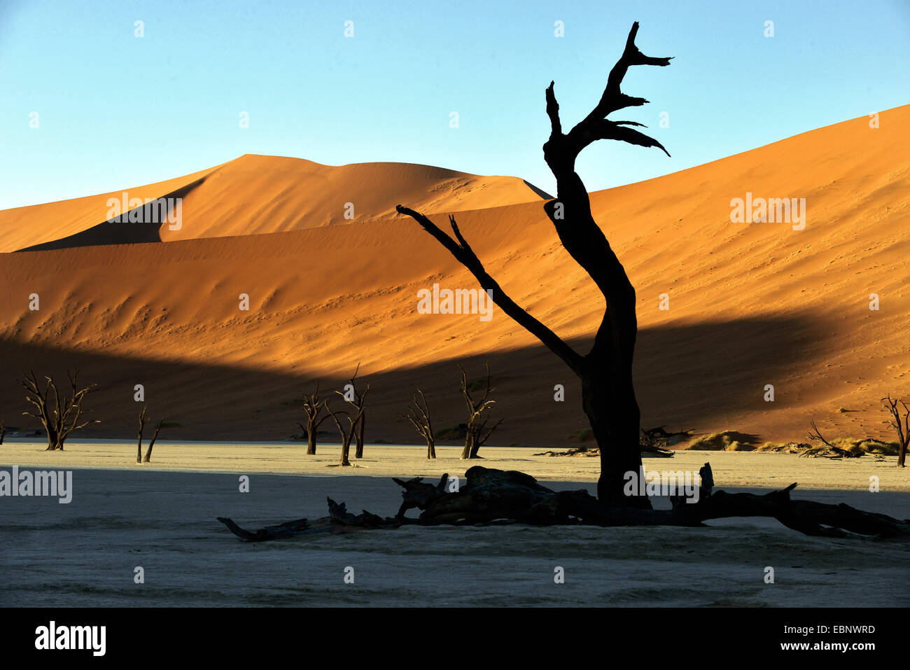 Camel thorn, giraffe thorn (Acacia erioloba), alberi morti valle nel deserto di Sossusvlei, Namibia, Namib Naukluft National Park Foto Stock