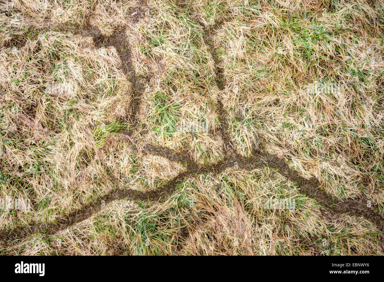 Tracce di topi in prato dopo la fusione della neve, in Germania, in Baviera, Alta Baviera, Baviera superiore Foto Stock