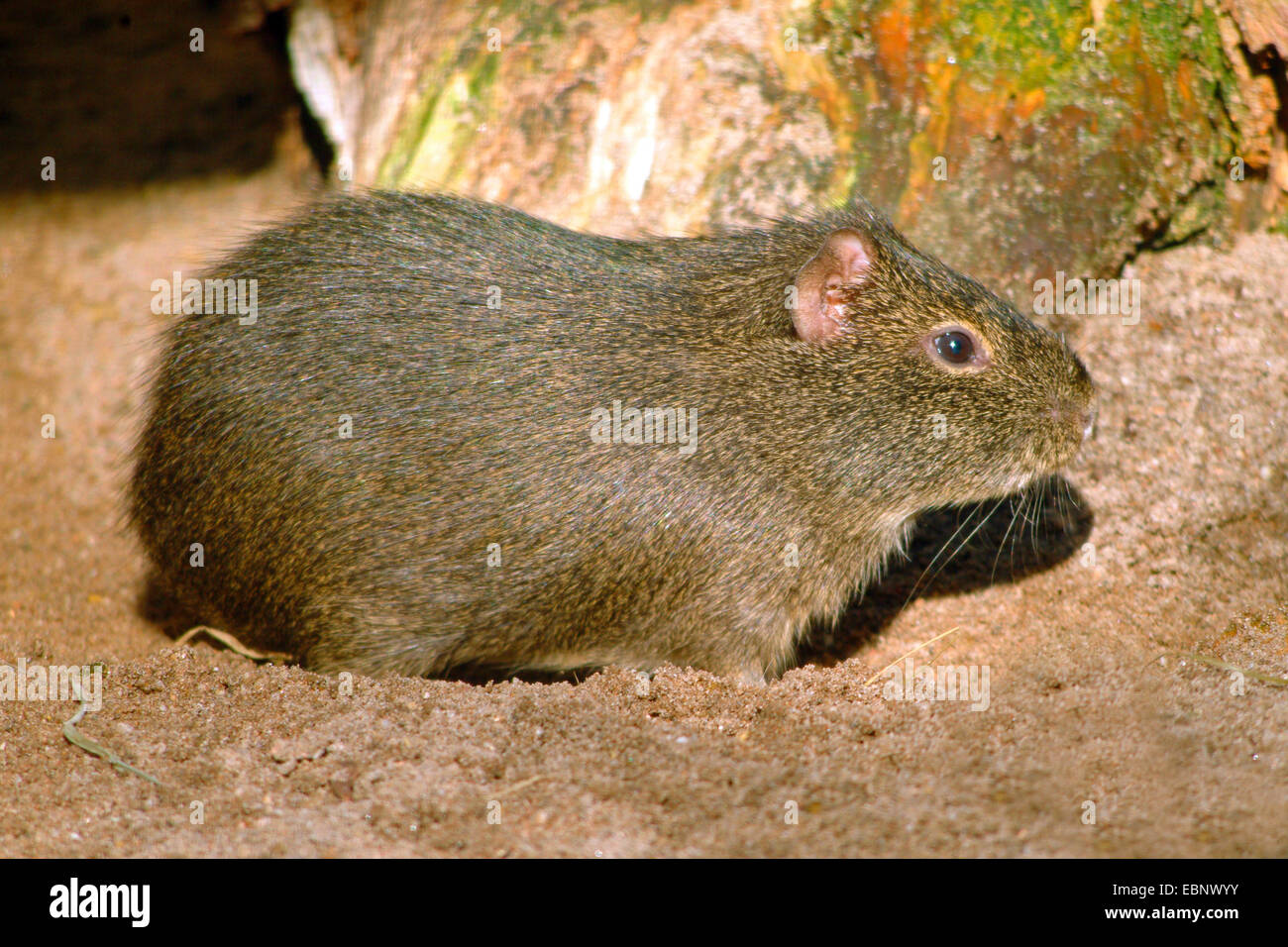 Cavy, Brasiliano cavia (cavia aperea), di sabbia sul terreno Foto Stock