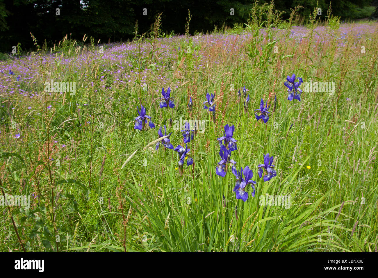Iris siberiano siberiano bandiera (Iris sibirica), che fiorisce in un prato, Germania Foto Stock