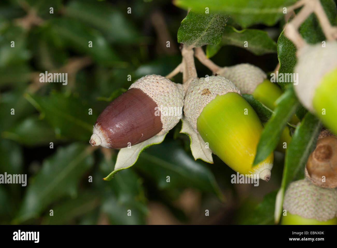 Leccio, lecci, Holly querce, lecci (Quercus ilex), il ramo con ghiande Foto Stock