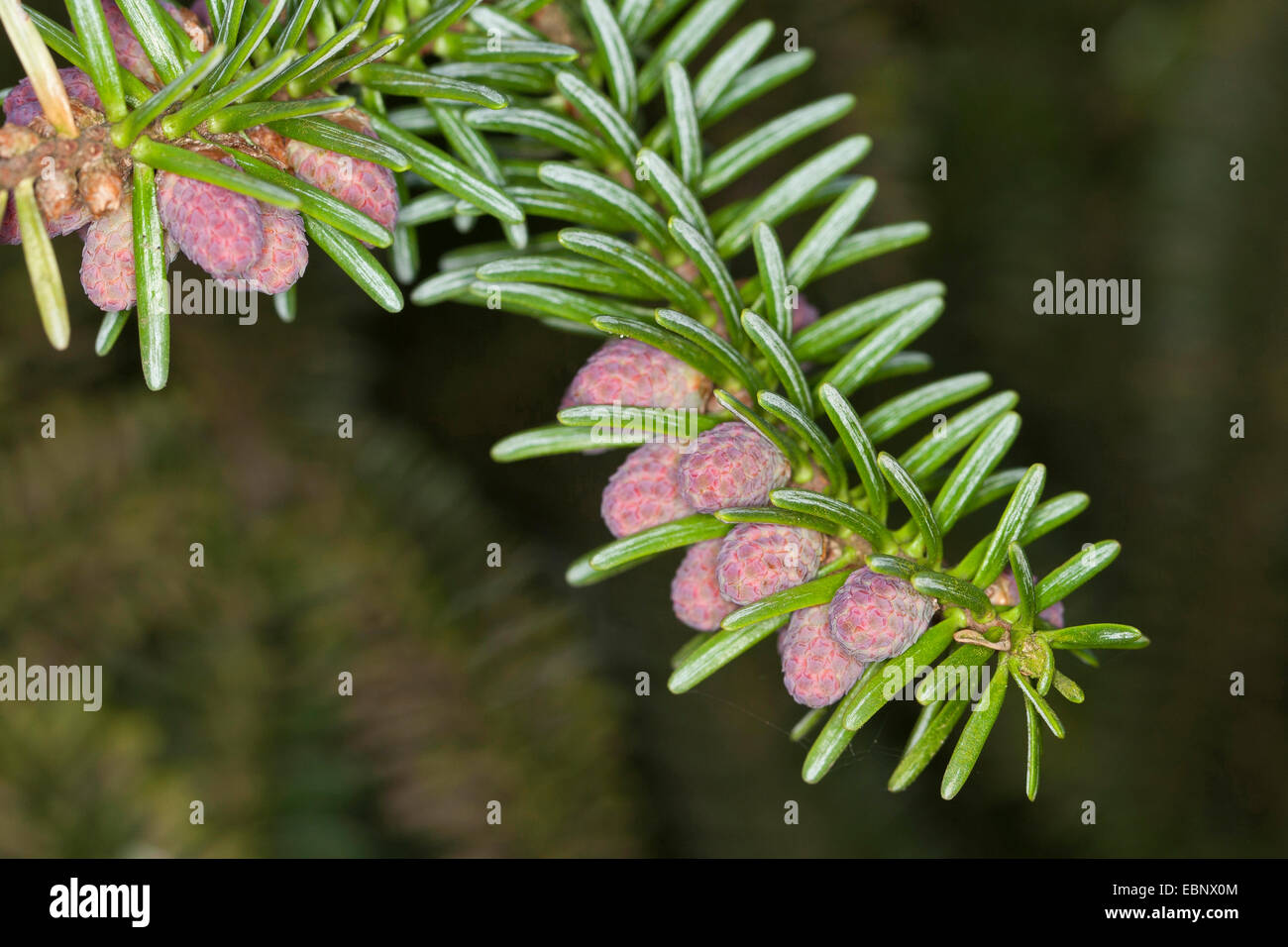 Spagnolo, Fir Fir Hedgehog (Abies pinsapo), il ramo con fiori maschili Foto Stock