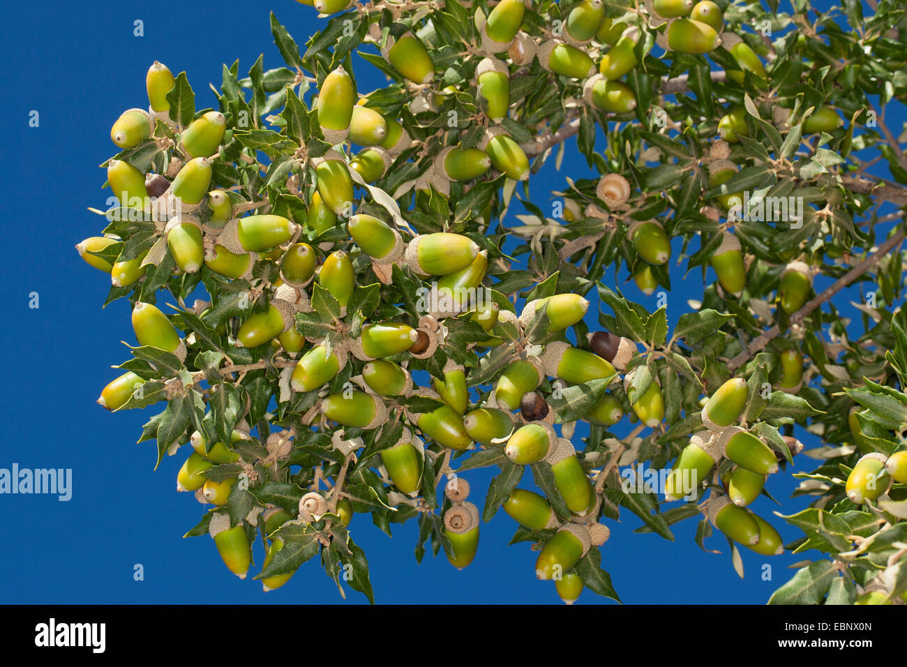 Leccio, lecci, Holly querce, lecci (Quercus ilex), il ramo con ghiande Foto Stock