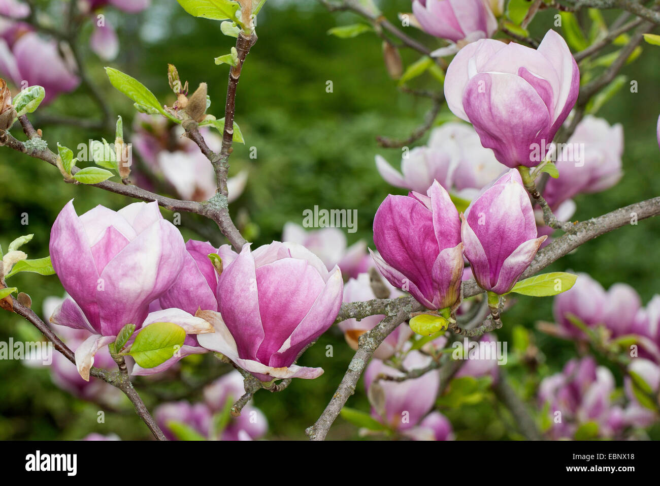 Piattino magnolia (Magnolia x soulangiana, Magnolia soulangiana, Magnolia x soulangeana, Magnolia soulangeana), filiale di fioritura Foto Stock