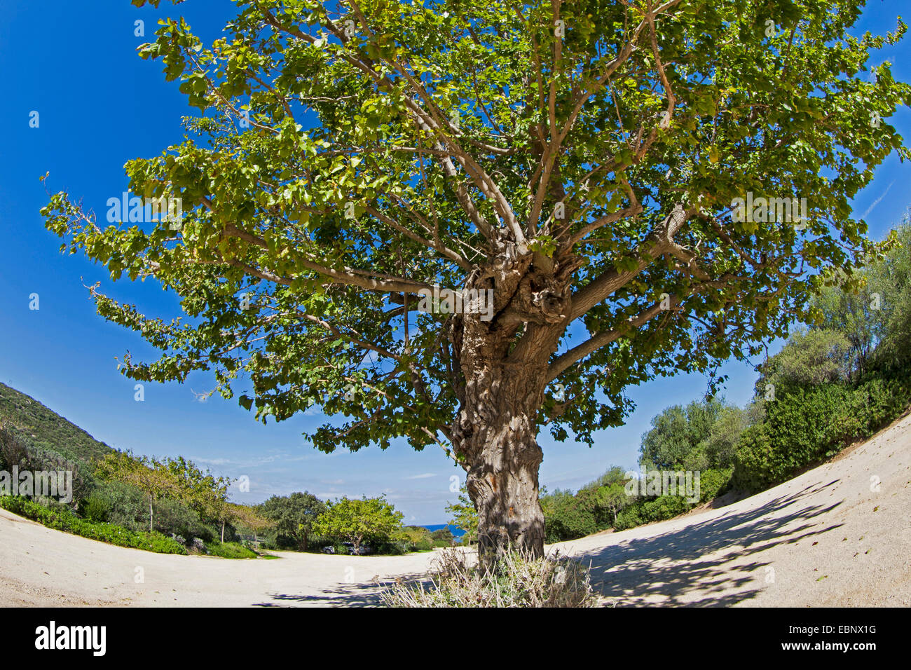 Cinese di gelso bianco (Morus alba), il singolo albero Foto Stock