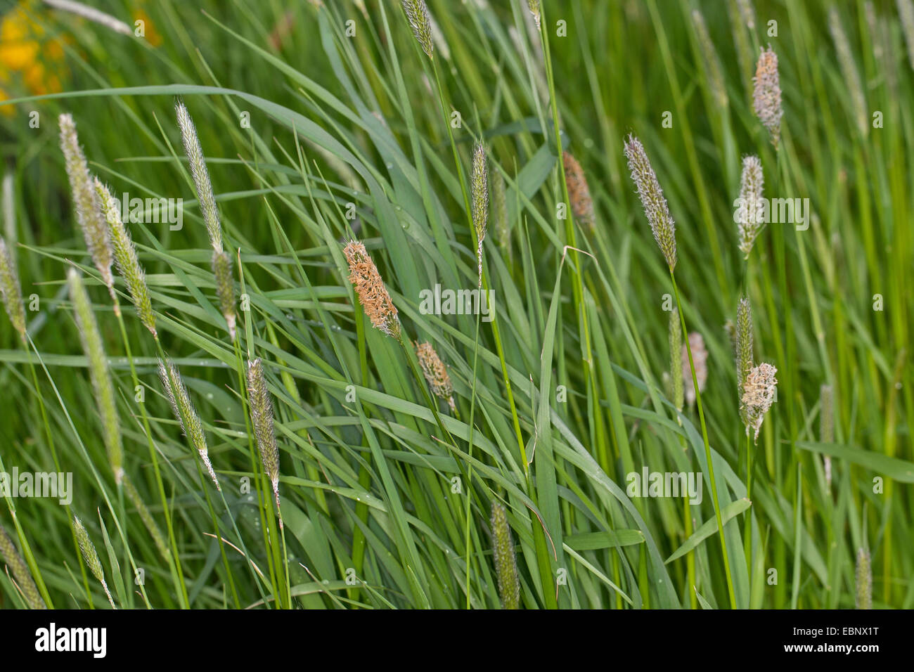 Coda di volpe erba (Alopecurus pratensis), che fiorisce in un prato, Germania Foto Stock