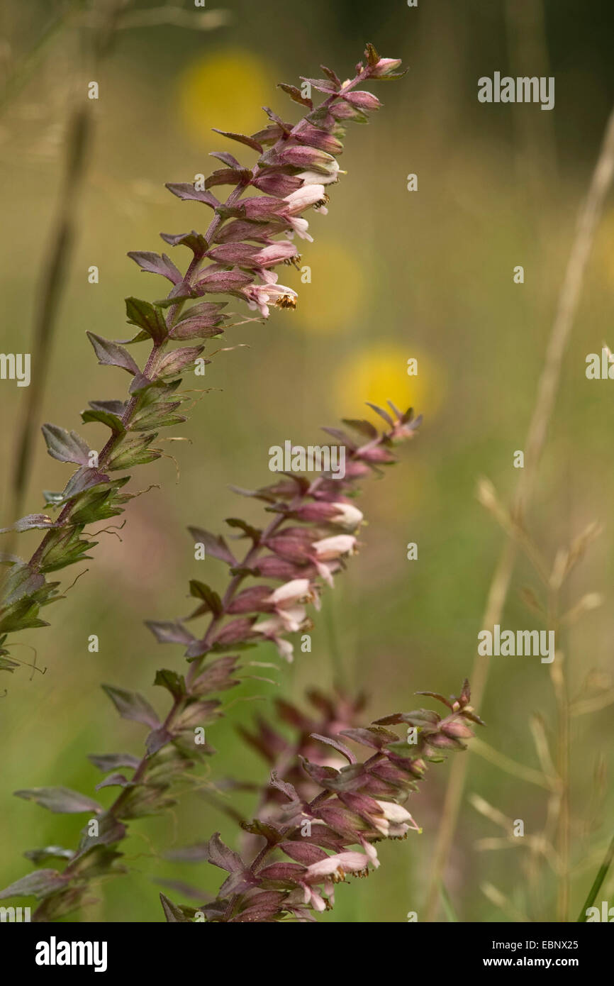 Rosso (Bartsia Odontites vulgaris, Odontites rubra), infiorescenze, Germania Foto Stock