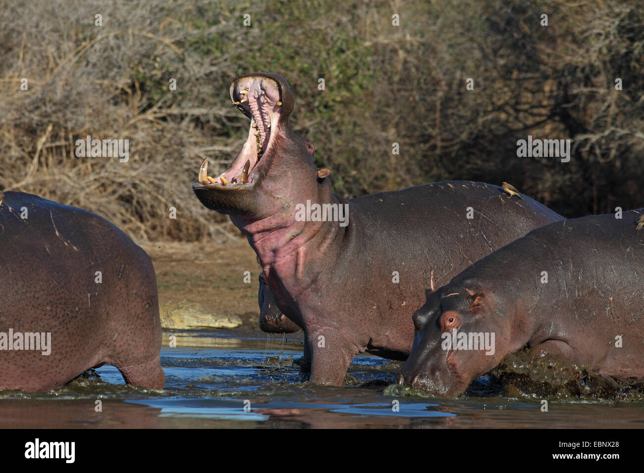 Ippopotamo, ippopotami, comune ippopotamo (Hippopotamus amphibius), animale adulto con una bocca aperta in piedi in acqua poco profonda, Sud Africa, Parco Nazionale Kruger Foto Stock