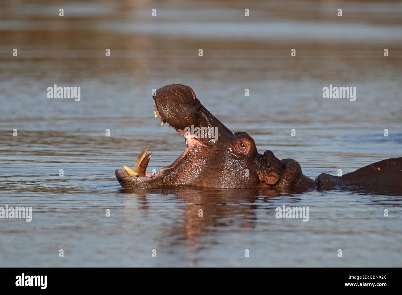 Ippopotamo, ippopotami, comune ippopotamo (Hippopotamus amphibius), piscina con bocca aperta, Sud Africa, Parco Nazionale Kruger Foto Stock