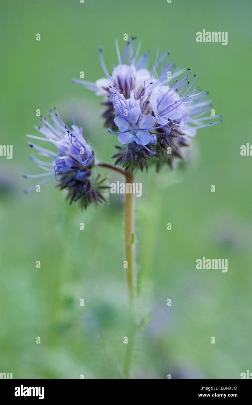 Bee cibo, tansy scorpion-erbaccia (Phacelia tanacetifolia), infiorescenza Foto Stock