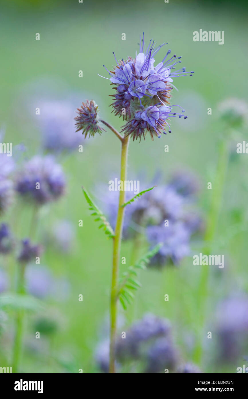 Bee cibo, tansy scorpion-erbaccia (Phacelia tanacetifolia), fioritura Foto Stock