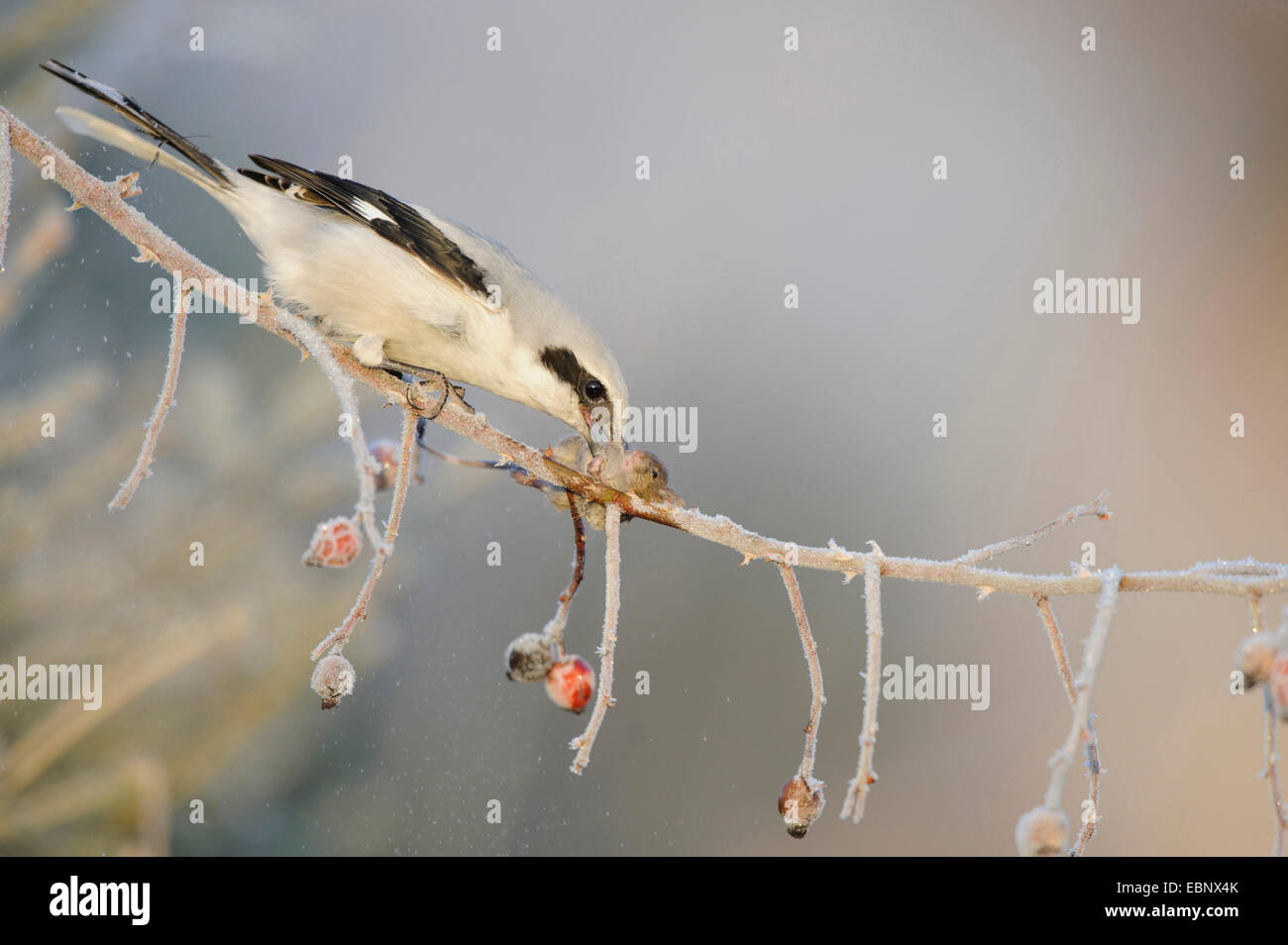 Grande grigio shrike (Lanius excubitor), aggredendo un mouse che è infilzato sulle spine, in Germania, in Baviera Foto Stock