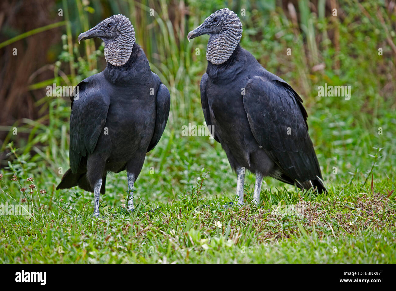 La Turchia vulture (Cathartes aura), due avvoltoi la Turchia in un prato, STATI UNITI D'AMERICA, Florida Everglades National Park Foto Stock