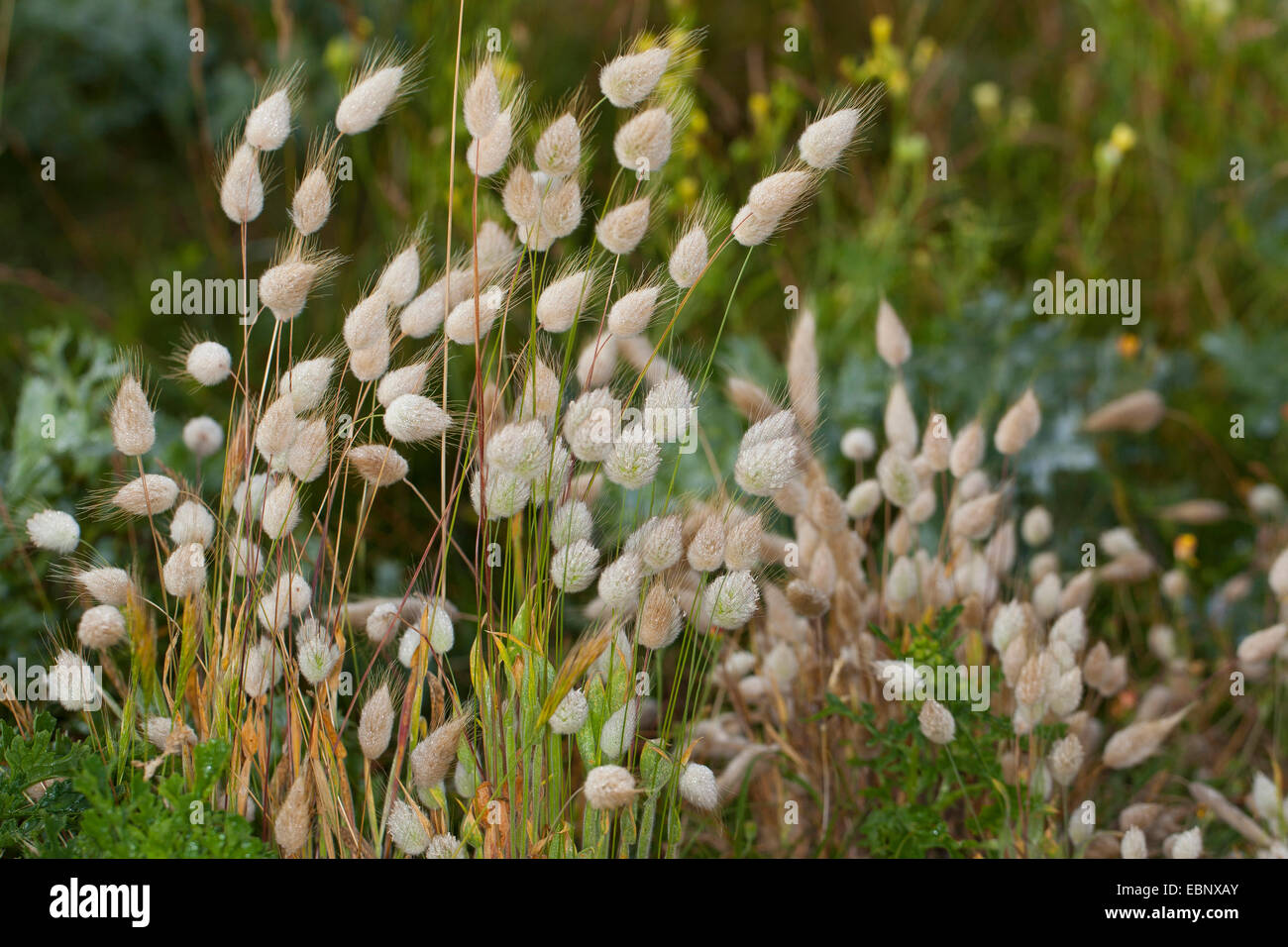 Hare's-coda (Lagurus ovatus), che fiorisce in un prato Foto Stock