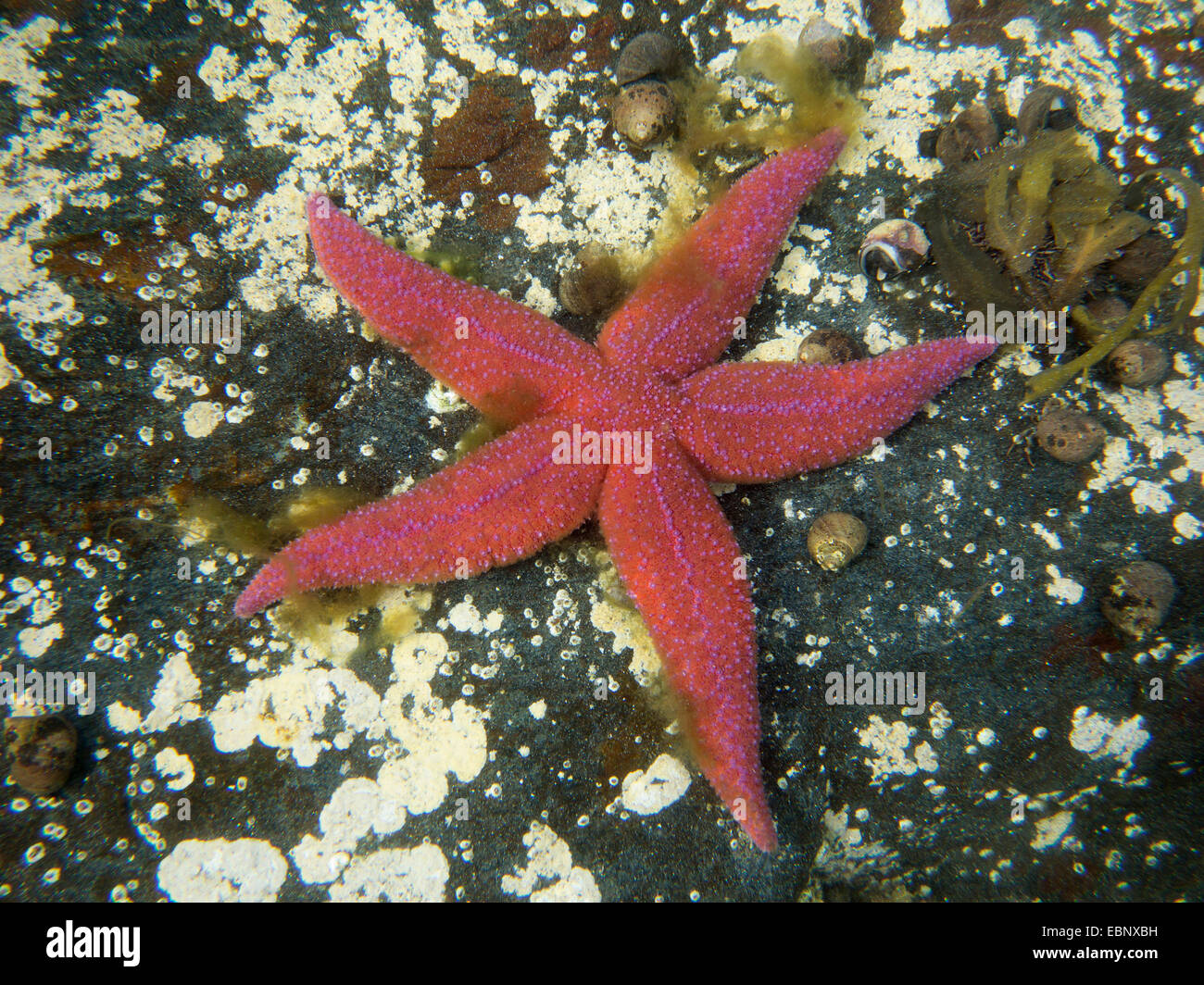Seastars, starfishes (Henricia sanguinolenta), seduta su una roccia, Norvegia, Hitra Foto Stock