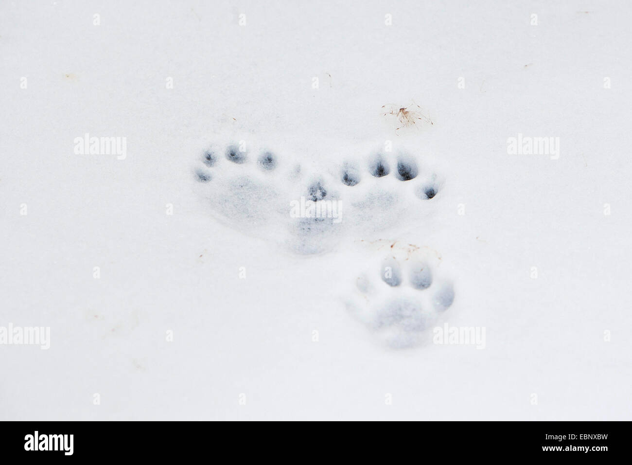 Unione Lontra di fiume, Lontra europea, lontra (Lutra lutra), le tracce di una lontra di fiume nella neve e nel ghiaccio, Germania Foto Stock