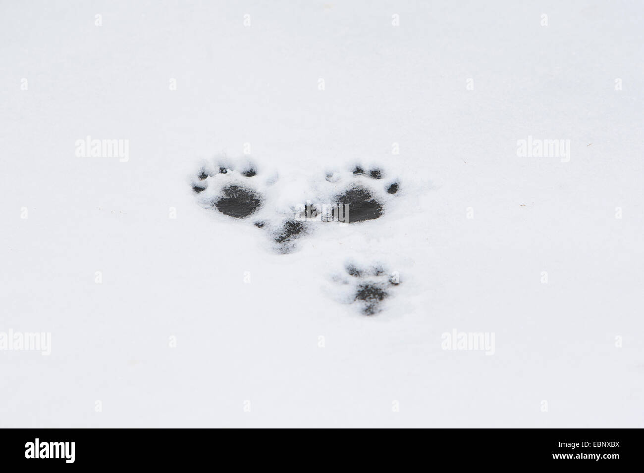 Unione Lontra di fiume, Lontra europea, lontra (Lutra lutra), le tracce di una lontra di fiume nella neve e nel ghiaccio, Germania Foto Stock