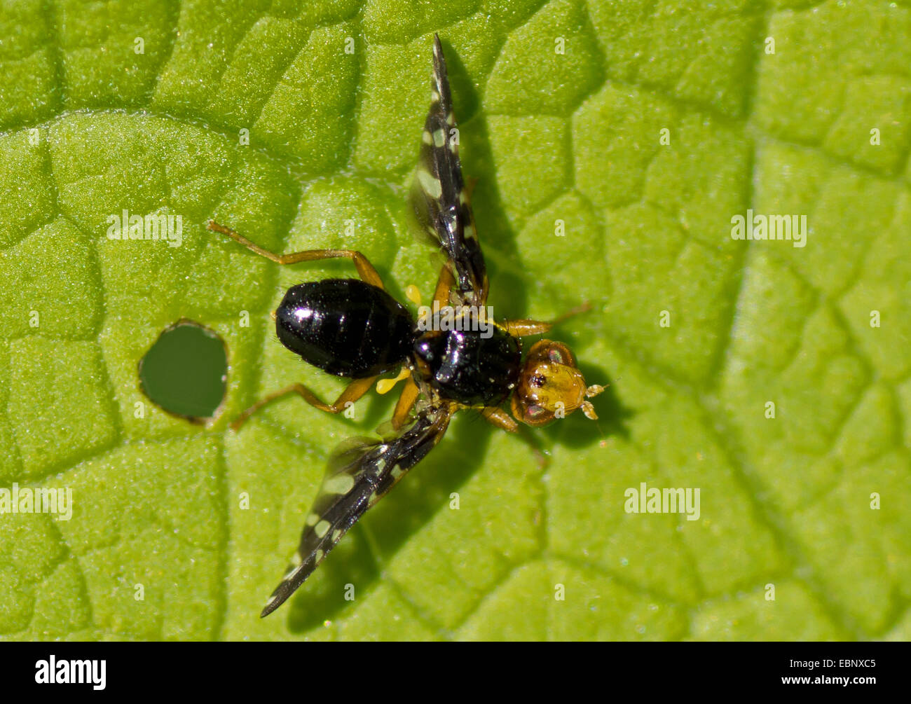 Mosca della frutta (Tephritidae, Trypetidae), seduta su una foglia, in Germania, in Baviera, Alta Baviera, Baviera superiore Foto Stock