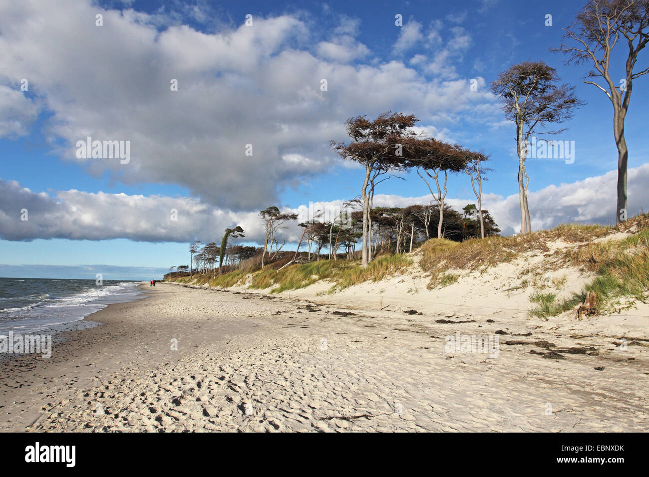 Pino silvestre, pino silvestre (Pinus sylvestris), West Beach, Germania, Meclemburgo-Pomerania, Ahrenshoop Foto Stock