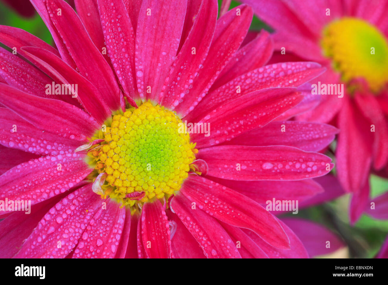 Composito di colore rosa con gocce di pioggia Foto Stock