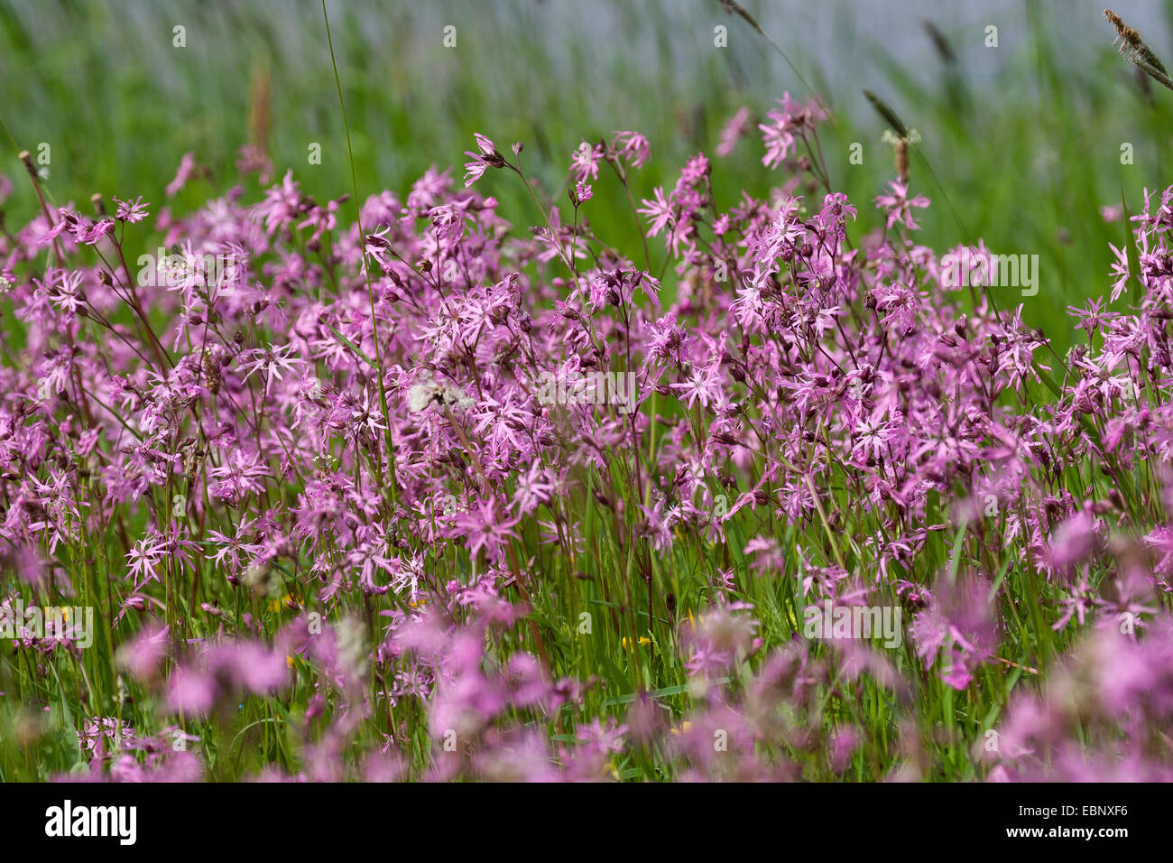 Prato campion, Ragged-robin (Lychnis flos-cuculi, Silene flos-cuculi), che fiorisce in un prato, Germania Foto Stock