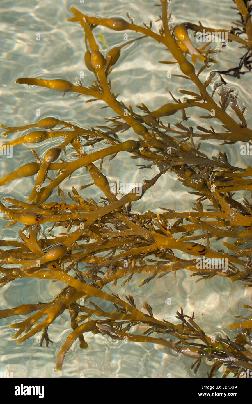 Rockweed, norvegese kelp, annodato kelp, annodato, wrack wrack uovo, giallo Tang, pomello Wrack (alga marina Ascophyllum nodosum, Ascophylla nodosa), con corpi fruttiferi, Germania Foto Stock