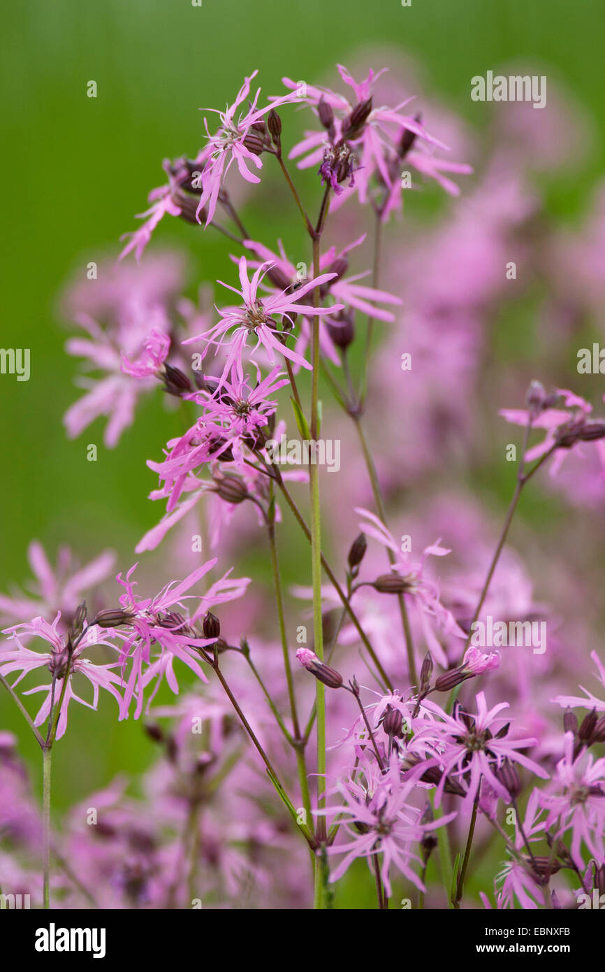 Prato campion, Ragged-robin (Lychnis flos-cuculi, Silene flos-cuculi), fioritura, Germania Foto Stock