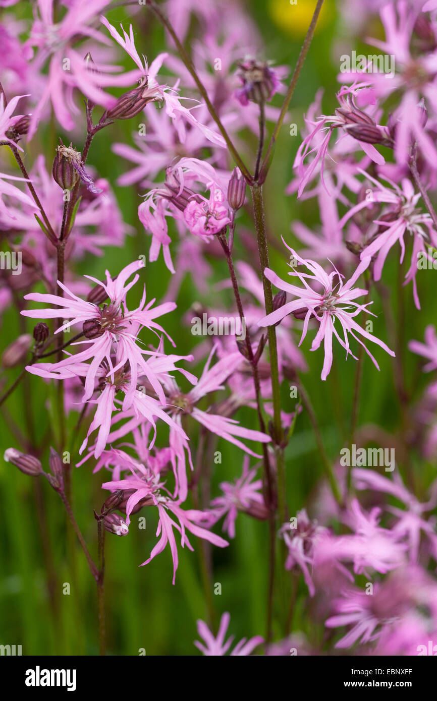 Prato campion, Ragged-robin (Lychnis flos-cuculi, Silene flos-cuculi), fioritura, Germania Foto Stock
