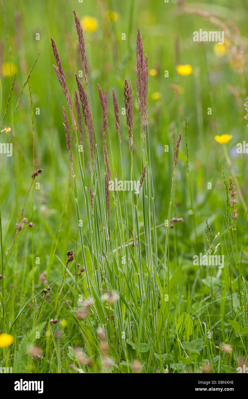 Comune di erba di velluto, Yorkshire-nebbia, creeping velvetgrass (Holcus lanatus), che fiorisce in un prato, Germania Foto Stock