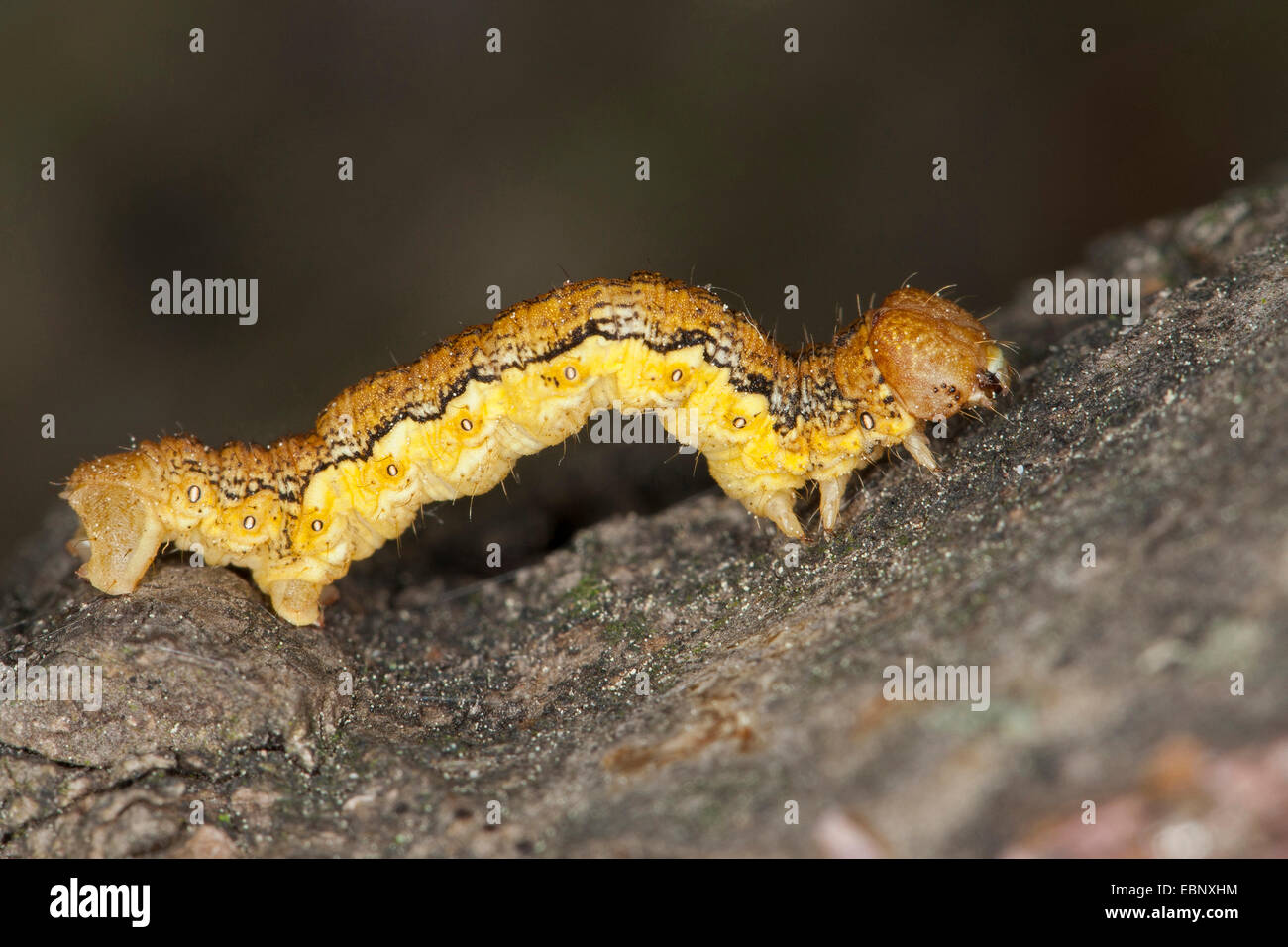 Chiazzato umber (Erannis defoliaria, Phalaena defoliaria, Hybernia defoliaria), Caterpillar, foresta di Pest, Germania Foto Stock