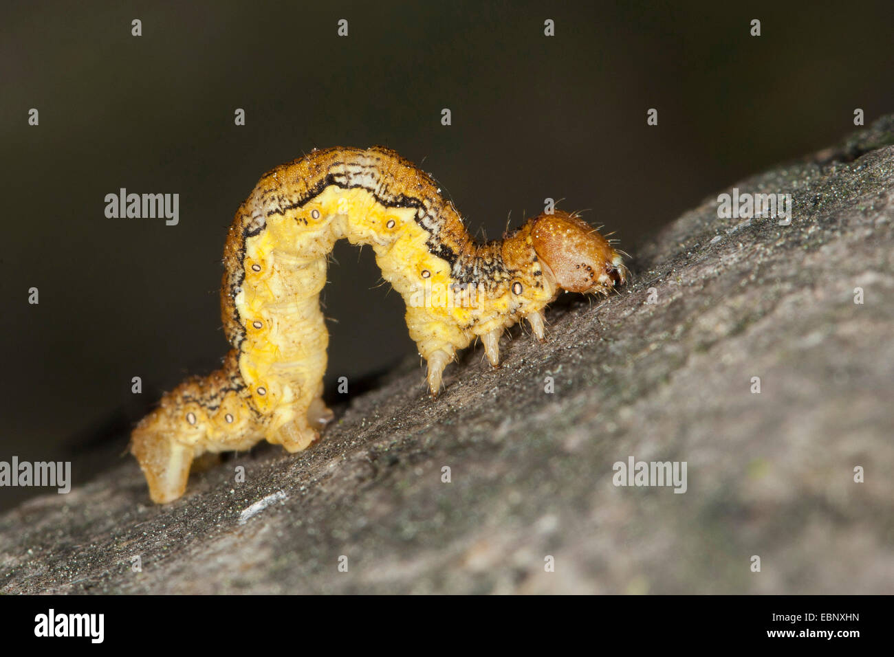 Chiazzato umber (Erannis defoliaria, Phalaena defoliaria, Hybernia defoliaria), Caterpillar, foresta di Pest, Germania Foto Stock