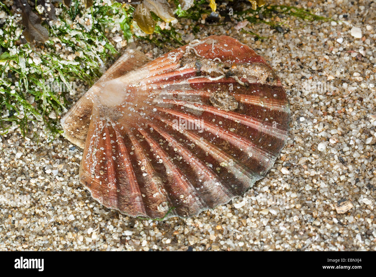Grande smerlo, capesante comune, Coquille St Jacques (Pecten maximus), shell sulla spiaggia Foto Stock