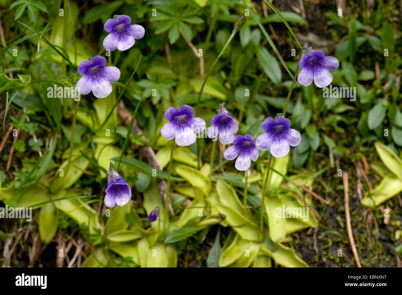 Comune (butterwort Pinguicula vulgaris), fioritura, Svizzera Oberland bernese Foto Stock