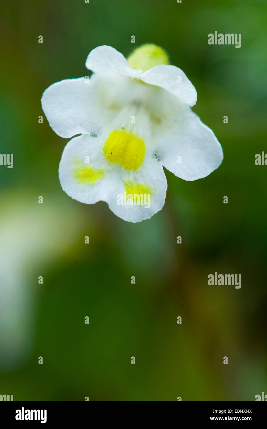 Alpine (butterwort Pinguicula alpina), fiore, Germania Foto Stock