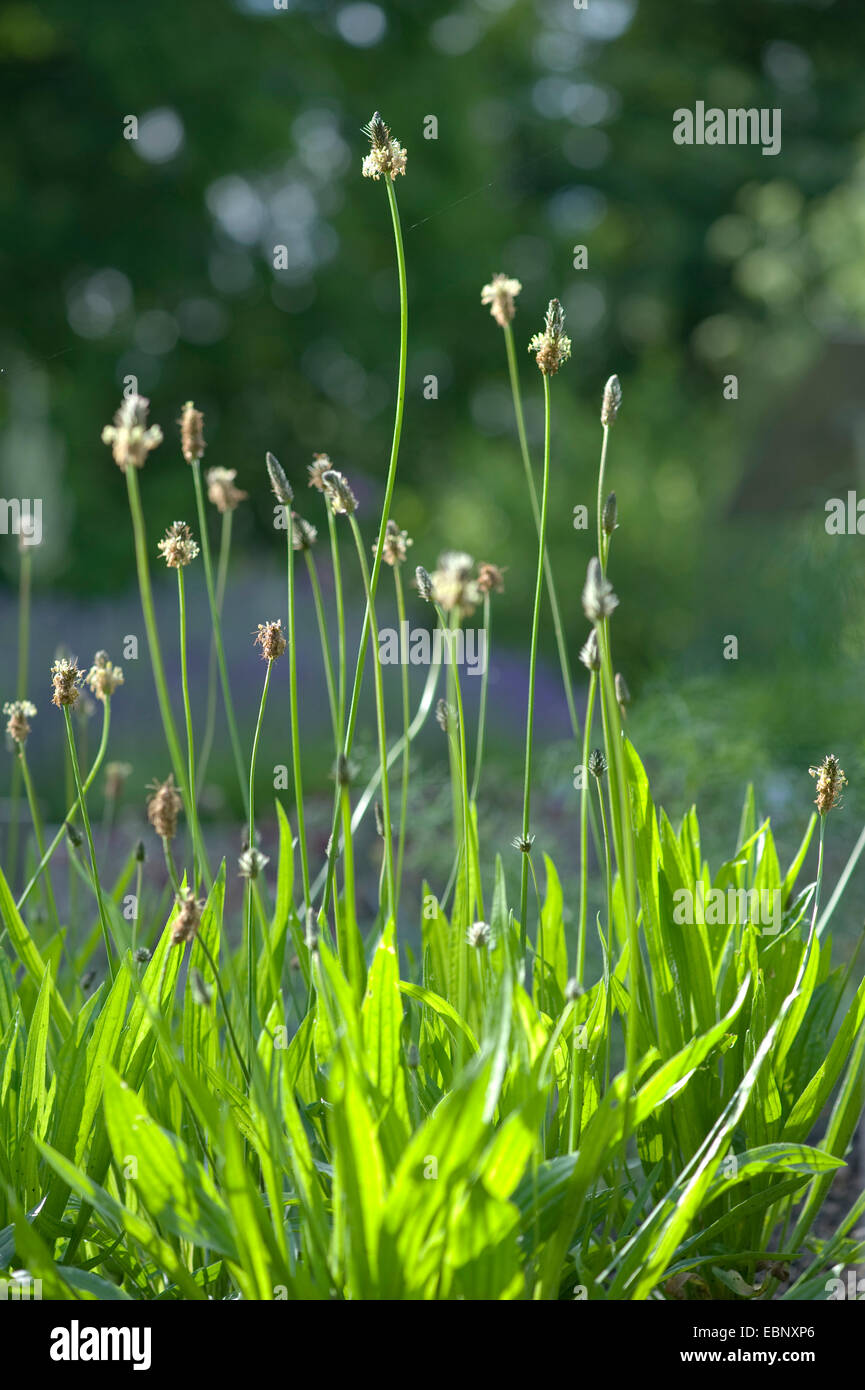 Buckhorn piantaggine, inglese piantaggine, ribwort piantaggine, la nervatura di erba, erba di ripple (Planzago lanceolata), fioritura, Germania, BG Ffm Foto Stock