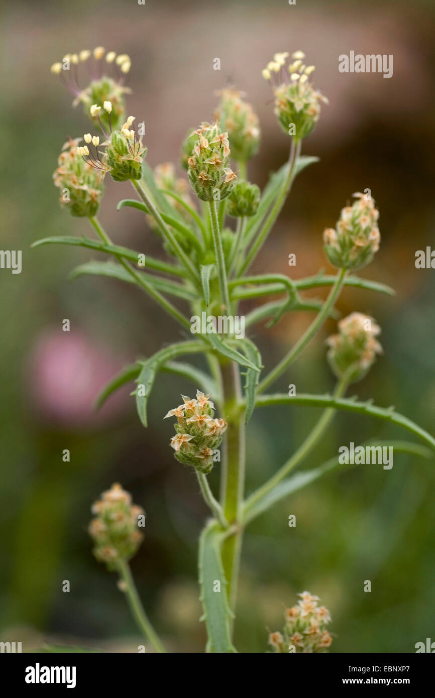 Psillio piantaggine (Planzago afra), fioritura Foto Stock