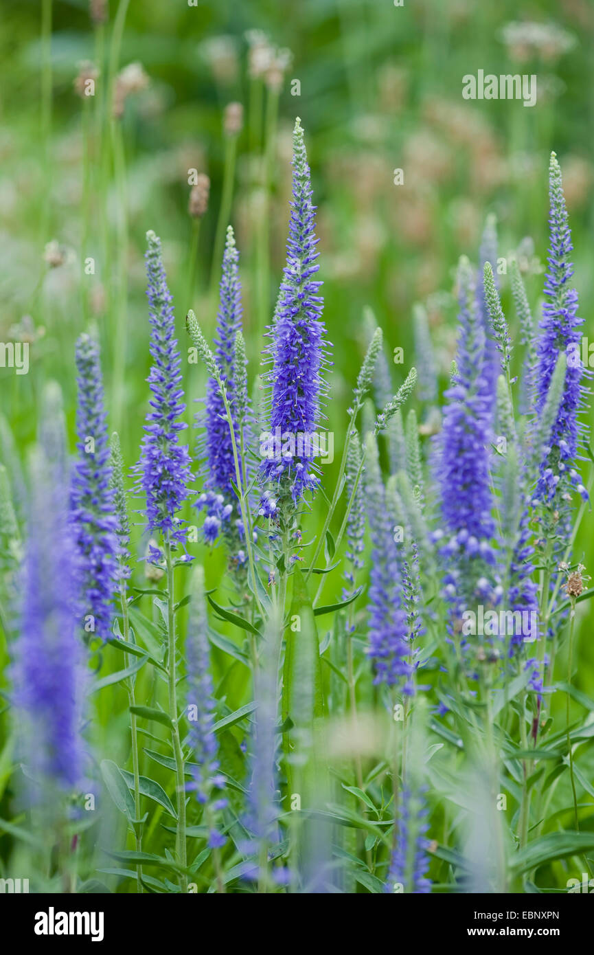 Spiked Speedwell (Pseudolysimachion spicatum, Veronica spicata), fioritura, Germania Foto Stock